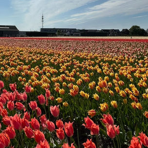 Tulip Fields in the Netherlands