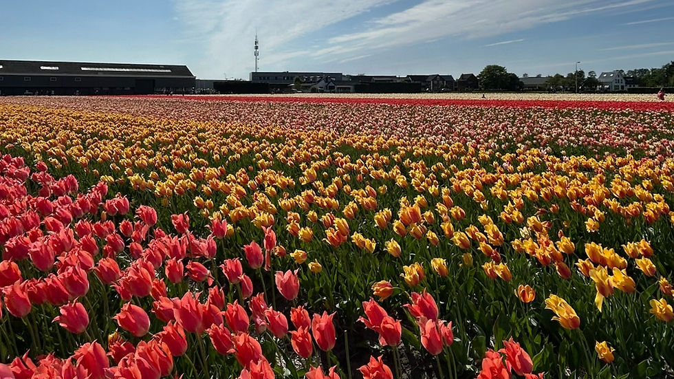 Tulip Fields in the Netherlands