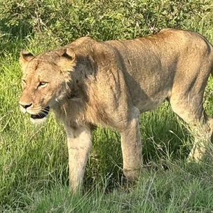 Kruger National Park in 4 Days - Safari Guide