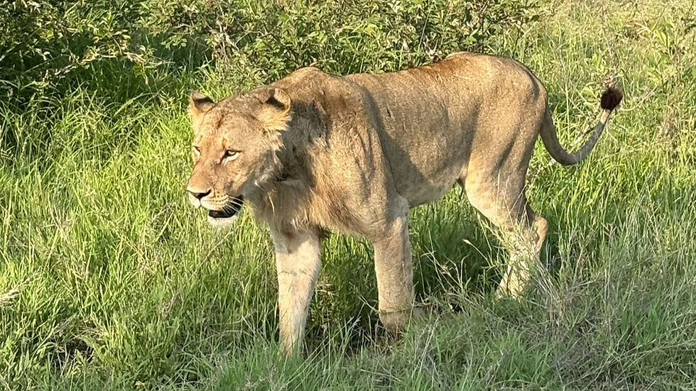 Kruger National Park in 4 Days - Safari Guide