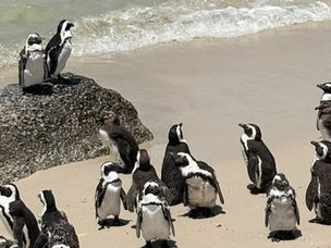 Cape Town in 1 Week - Itinerary & Things to Do