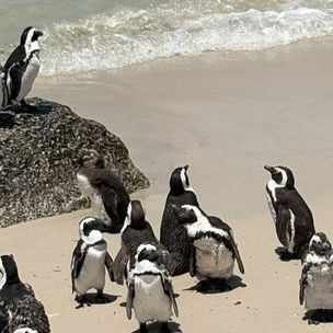 Cape Town in 1 Week - Itinerary & Things to Do