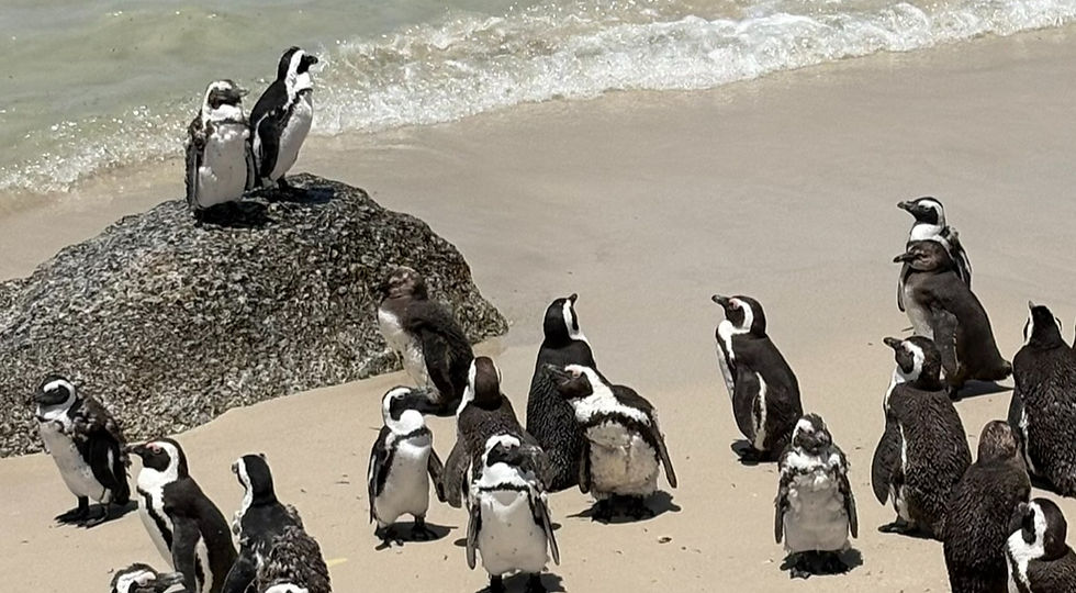 Cape Town in 1 Week - Itinerary & Things to Do