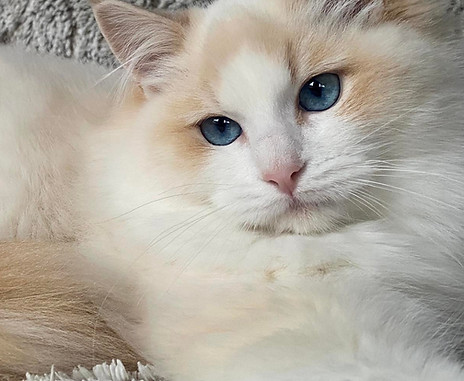 Chatterie de Pinarelle Ragdoll494_556153386521435_5380428923969424961_n.jpeg
