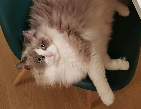 Chatterie de Pinarelle Ragdoll