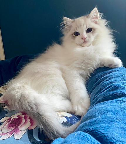 Chatterie de Pinarelle Ragdoll47152159093095_8863061757965751922_n.jpeg