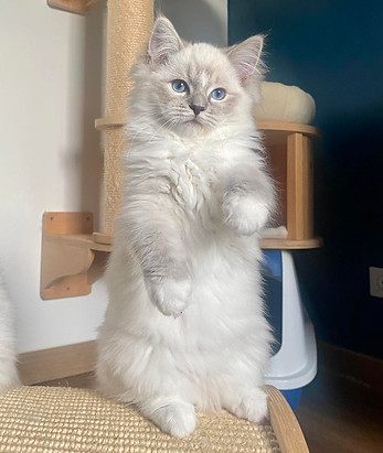 Chatterie de Pinarelle Ragdoll