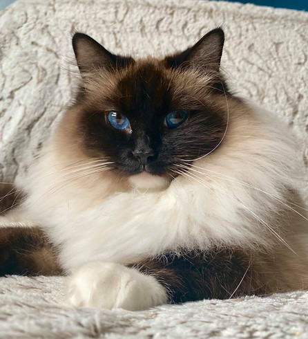Chatterie de Pinarelle Ragdoll64520_555600433243397_5362520800523246310_n.jpeg