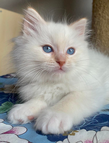Chatterie de Pinarelle Ragdoll6500_559209956215778_1915904765738992490_n.jpeg