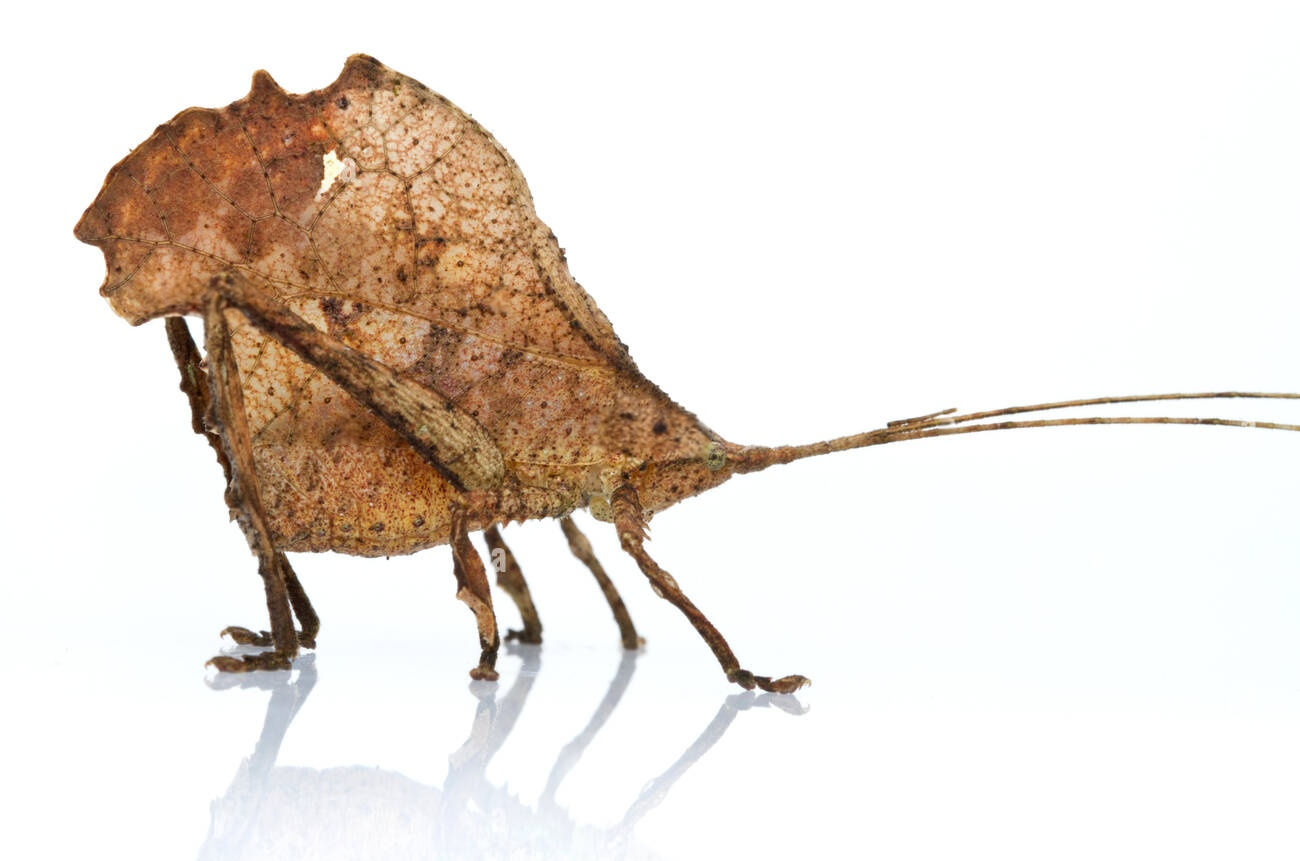 French Guiana Dead Leaf Katydid (Typophyllum trapeziforme)