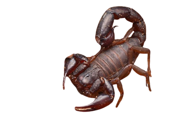 Thumbnail: Chilean Armoured Scorpion (Caraboctonus keyserlingi)
