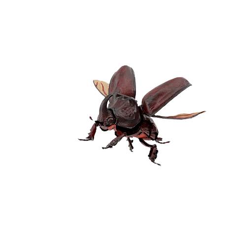 Rhino Beetle