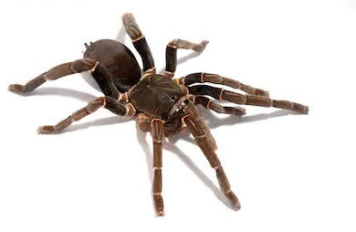 Cameroon Baboon Tarantula (Hysterocrates gigas)
