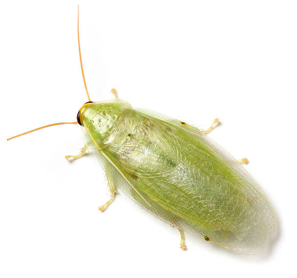 Giant Banana Cockroach (Panchlora sp. "Giant") - Group of 10