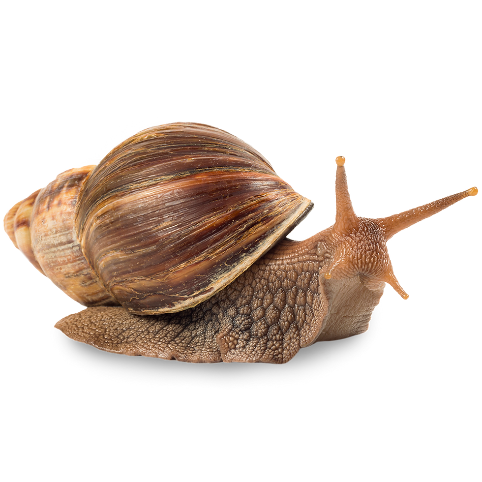 Giant African Land Snail Care