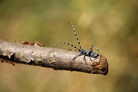 Longhorn beetle on branch, black and white markings