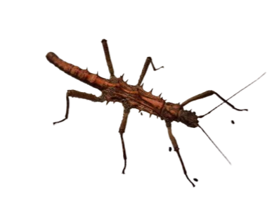 Thumbnail: Palaui Island Stick Insect  (Tisamenus sp. Palaui)