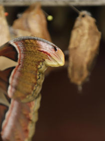 Hatching Tropical Silkmoth Cocoons