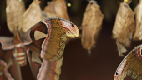 Hatching Tropical Silkmoth Cocoons