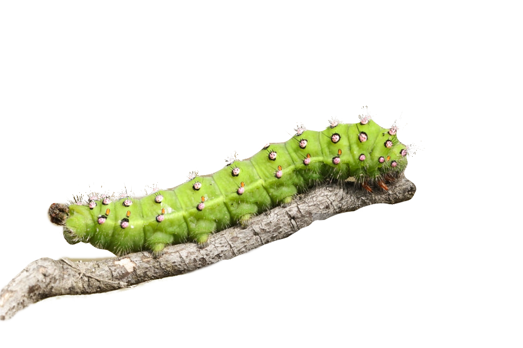 Emperor Moth (Saturnia pavonia) - Group of 5