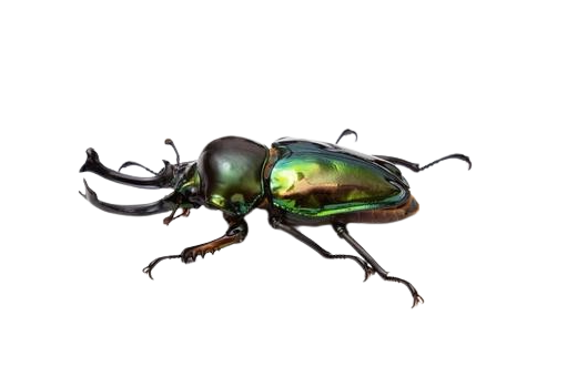 Rainbow Stag Beetle (Phalacrognathus muelleri) - Green Colour Phase
