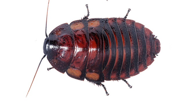 Thumbnail: Flat Horned Hissing Cockroach (Aeluropoda insignis)