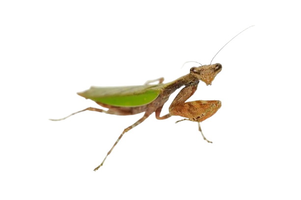 Japanese Boxer Mantis (Acromantis japonica)
