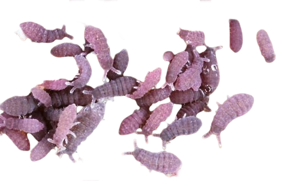 Lilac Springtails (Ceratophysella isabellae 'lilac')