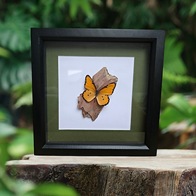 Framed orange butterfly specimen