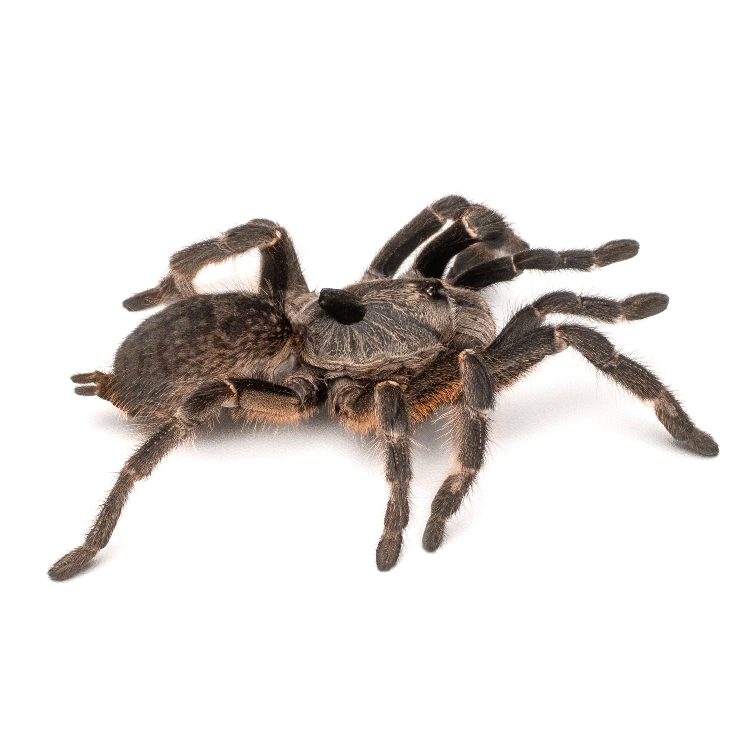 Rear Horned Baboon (Ceratogyrus darlingi)