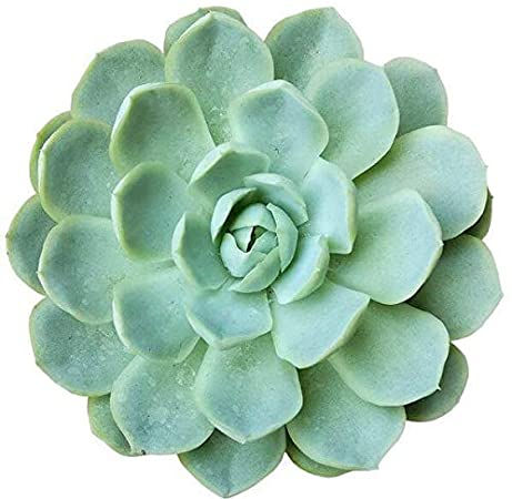 Mexican Snowball (Echeveria elegans)