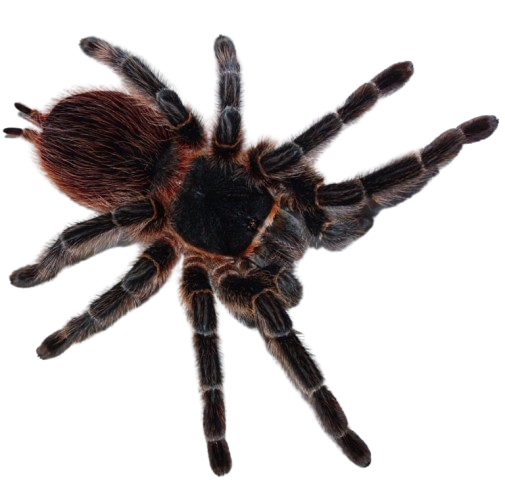 Brazilian Fire Red Birdeater (Lasiodora difficilis)