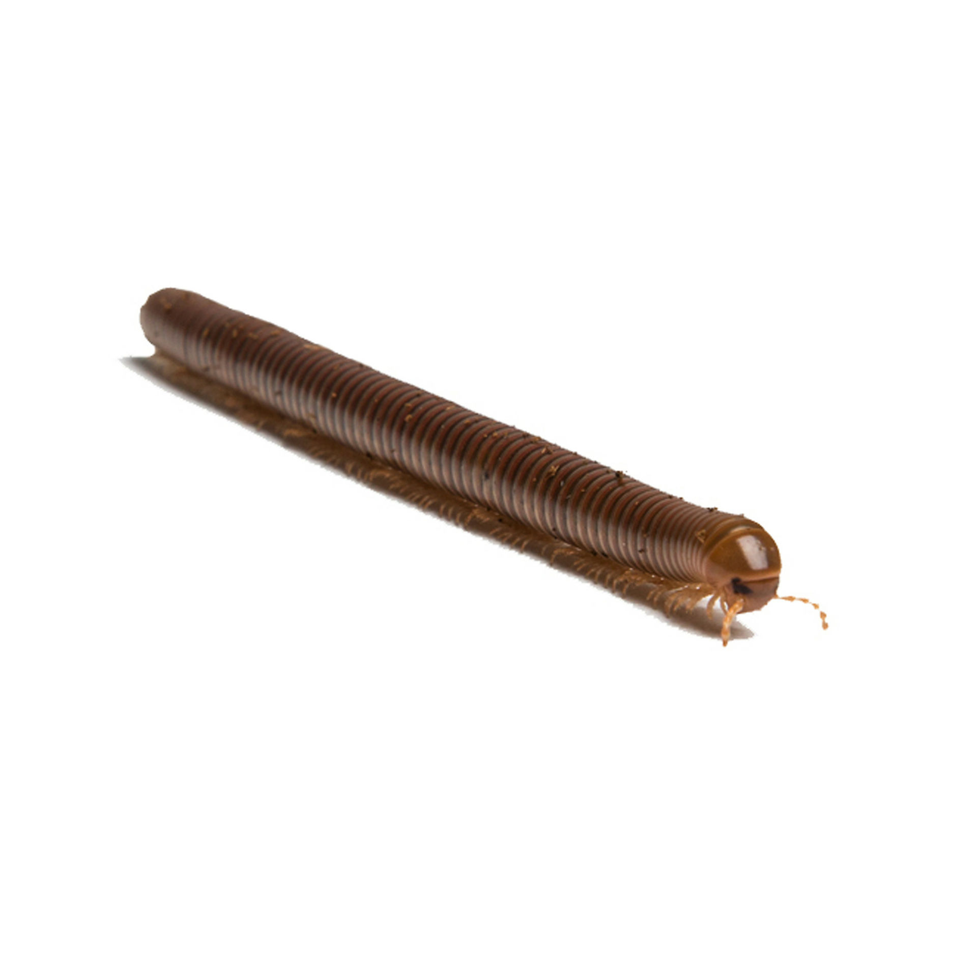 Olive Banded Millipede (Spirostreptus sp.)