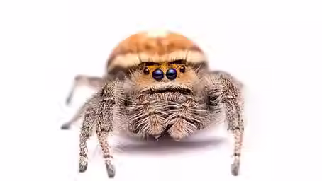 Jumping Spider Care