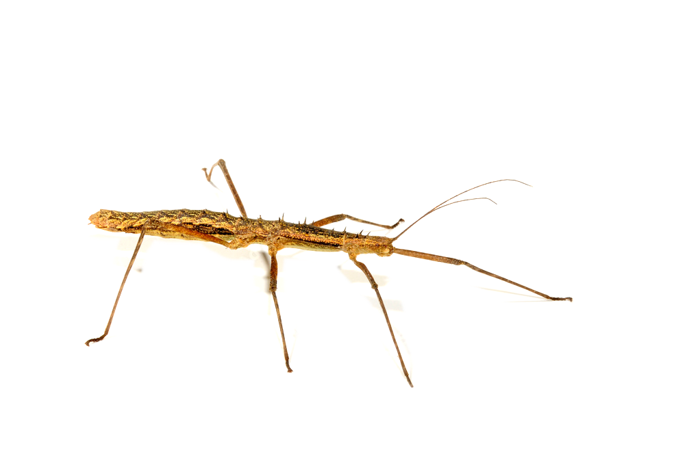 Vietnamese Prickly Stick Insect (Neohirasea maerens)