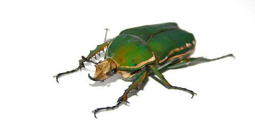 Thumbnail: Giant Flower Beetle (Mecynorrhina torquata immaculicollis)