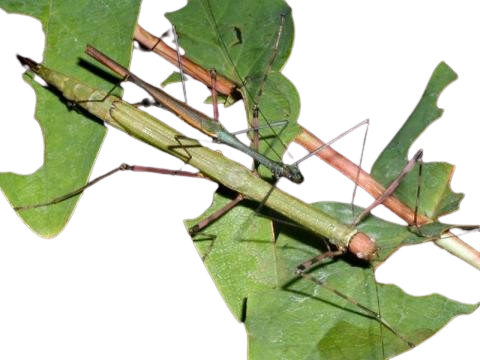 Velvet Forest Stick Insect (Hemiplasta mustea "Peleng Island")