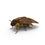 Thumbnail: Death Head Hawk Moth Pupae (Acherontia atropos)