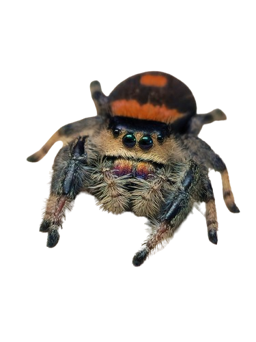 Aluminum Beverage Can   