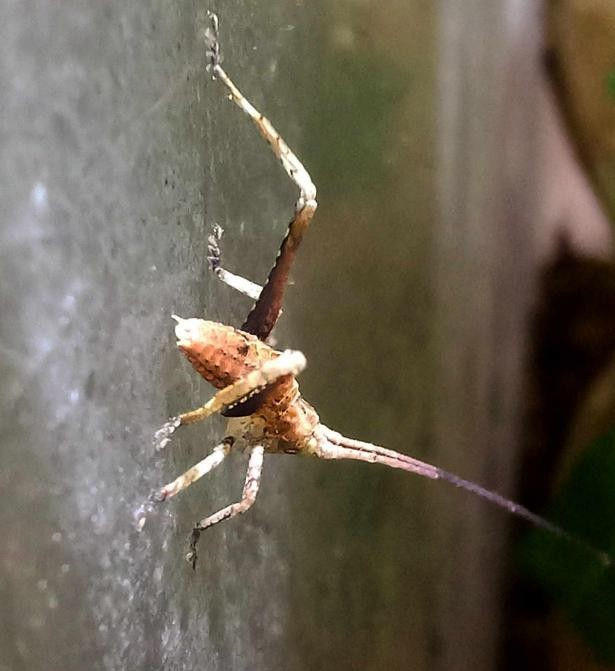 Nymph (C. Lakin)