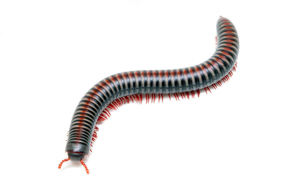 Vietnamese Rainbow Millipede (Tonkinbolus dollfusi)
