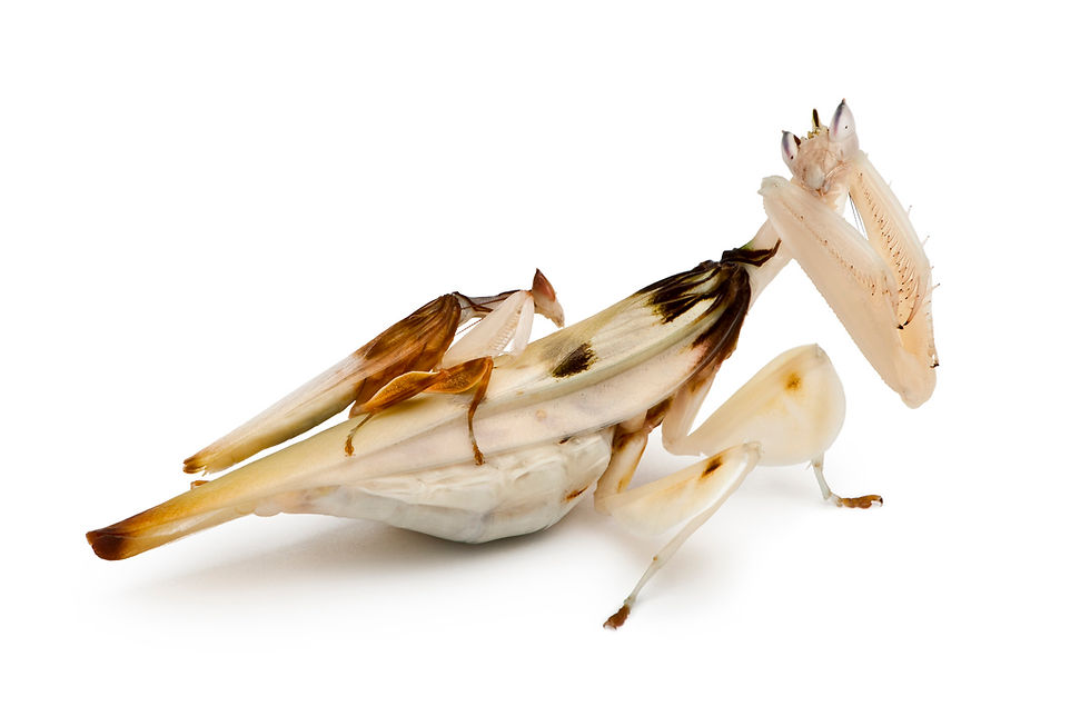 Thumbnail: Orchid Mantis (Hymenopus coronatus)