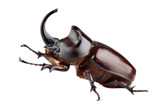 Aluminum Beverage Can   