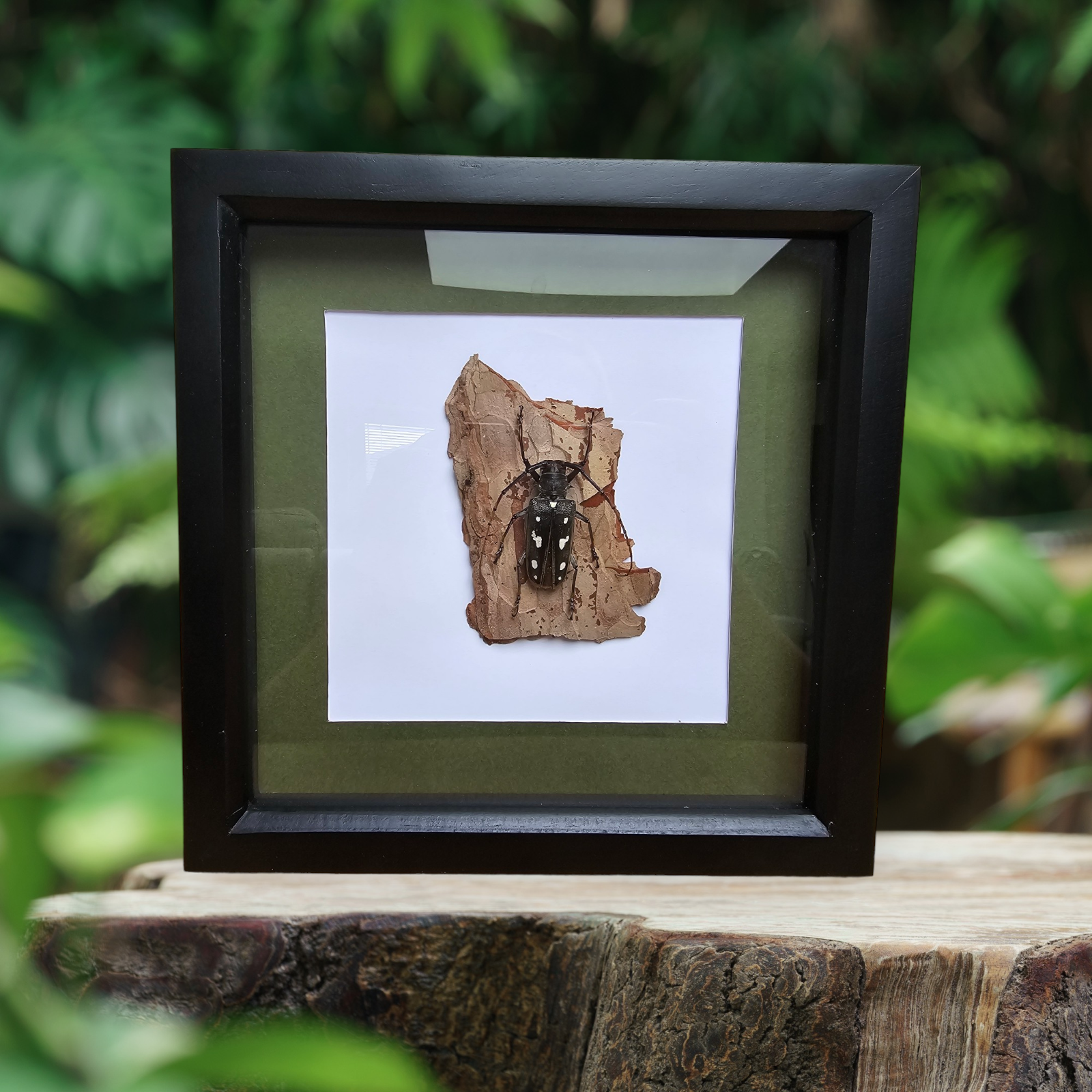 Longhorn Beetle - Mounted & Framed