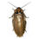 Thumbnail: Trinidad Bat-Cave Cockroach (Eublaberus distanti)