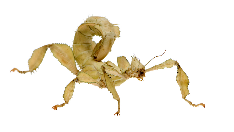 Aluminum Beverage Can   