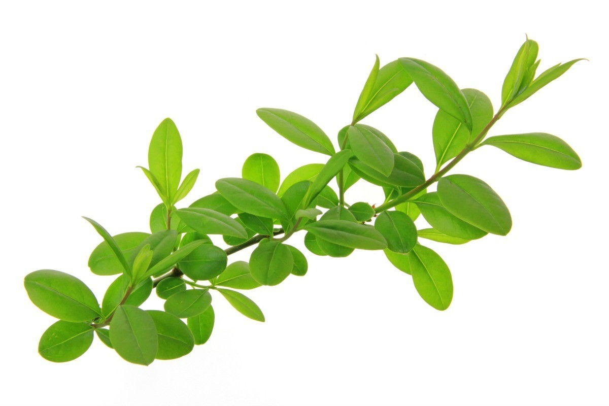 Fresh cut privet bundle (6-8 branches)