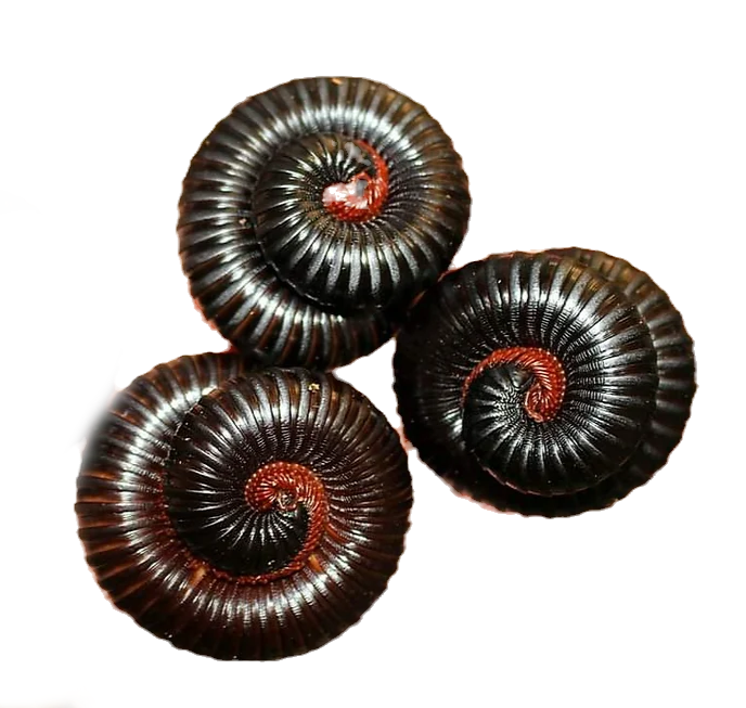 Giant Matt Black Millipede (Treptogonostreptus intricatus)