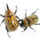 Thumbnail: Eastern Hercules Rhino Beetle Grub (Dynastes tityus)