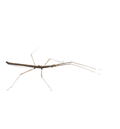 Thumbnail: Cat Tien Stick Insect (Lobofemora sheireii "Cat Tien")